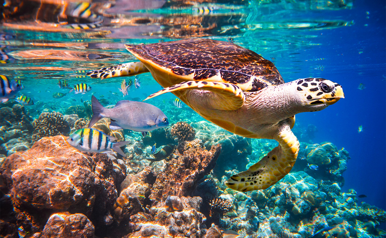 Snorkeling Madoogali